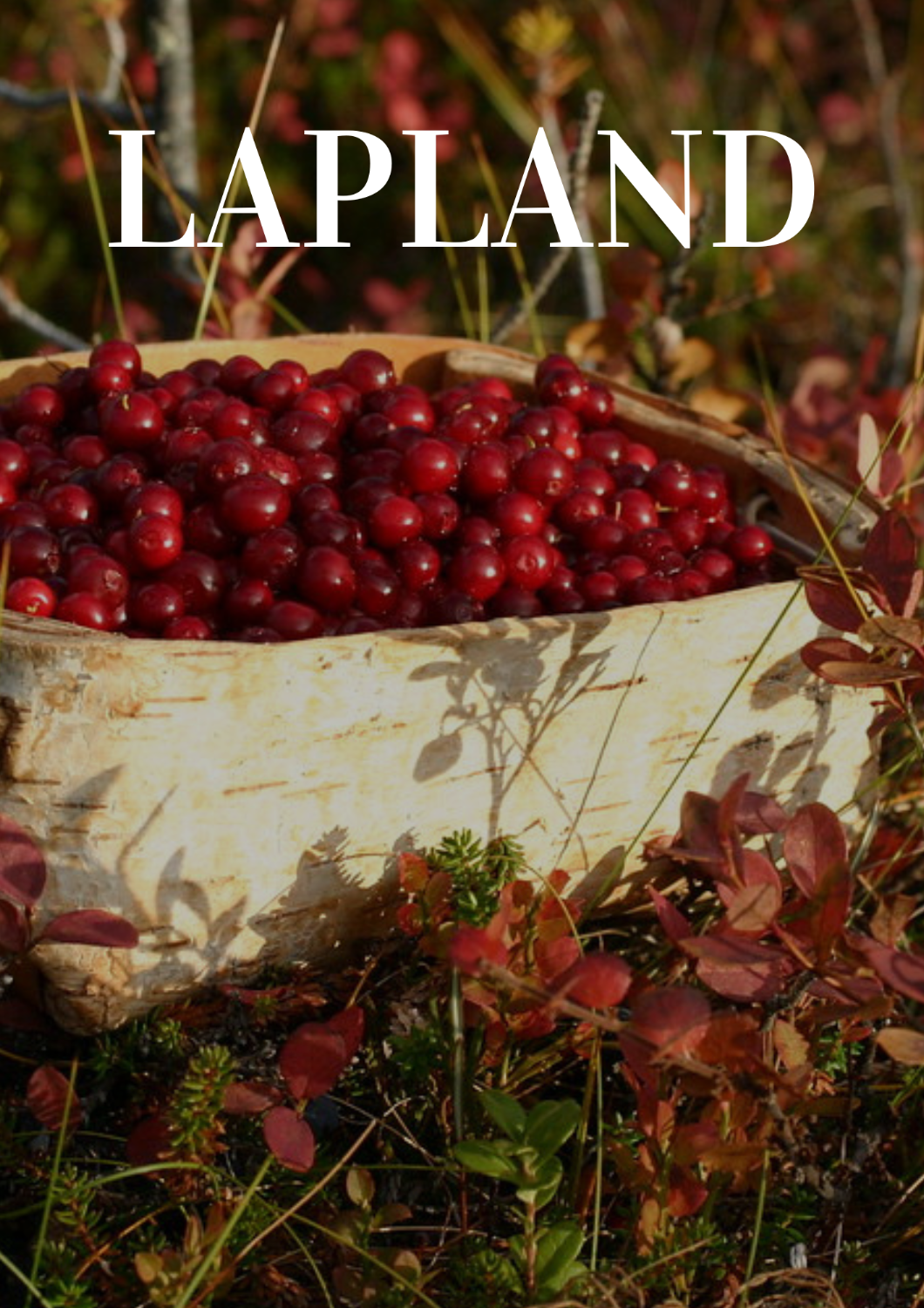 Berry & mushroom picking tour -Inari