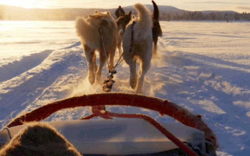 Inari-Snowmobile trip, Husky Safari, Snowshoeing, and so more...